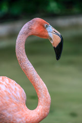 Bıg beak Flamingo 