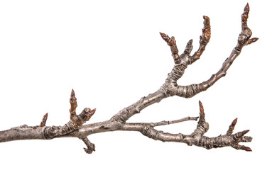 dry pear tree branch with buds. on a white background