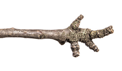 dry pear tree branch with buds. on a white background