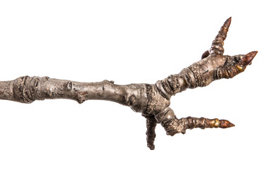 dry pear tree branch with buds. on a white background