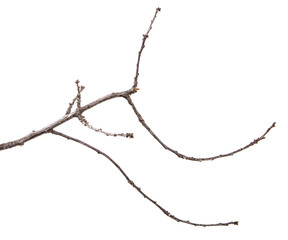 dry pear tree branch with buds. on a white background