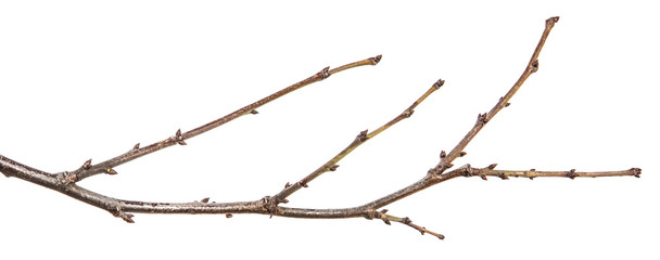 dry pear tree branch with buds. on a white background