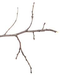 dry pear tree branch with buds. on a white background