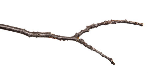 dry pear tree branch with buds. on a white background