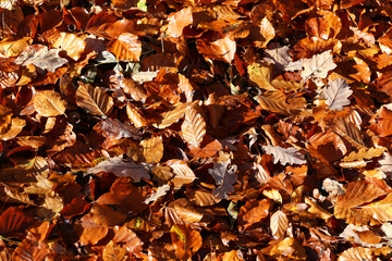 Carpet of autumn leaves. Fallen autumn leaves on the ground.
