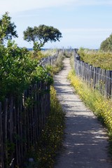 Fototapeta premium vineyard in provence france