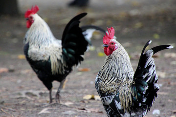 Couple of roosters in Portugal