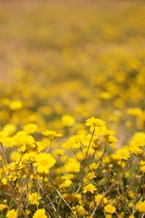 field of yellow flowers