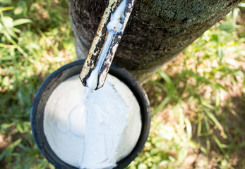 Tapping sap from the rubber tree