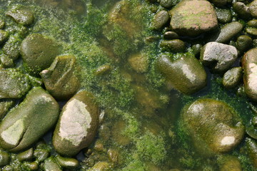 boulders on the shore in the green sludge