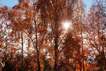 Trees in autumn