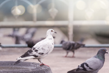 Pigeons on ground of park, white and a bit black colors pigeon is standing on tire.There are other pigeons around its.