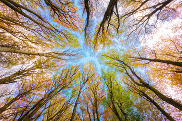 Beech trees taken from below, bright autumn colors, branches and trunks without leaves. Beech...