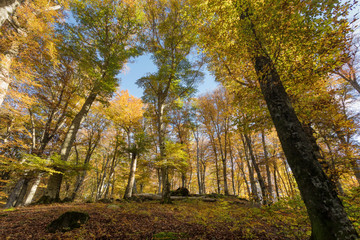 Fototapeta premium Beech forest with trees in backlight. Dry leaves of the undergrowth. Autumn colors, branches and trunks without leaves. Beech forest, beech forest in autumn.