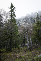 Landscape With A Mountain In The Fog. Coniferous Trees. Panorama. National Park 