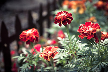 Czerwone kwiaty Byczki