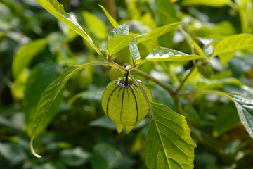 Cape gooseberry, Physalis peruviana