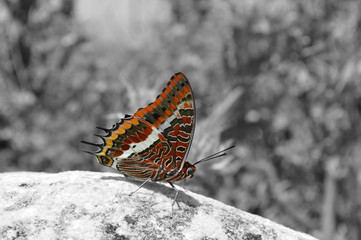 Two-tailed pasha butterfly sitting on a rock