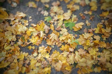the foliage is completely carpeted on the ground in yellow color, in autumn weather as a background
