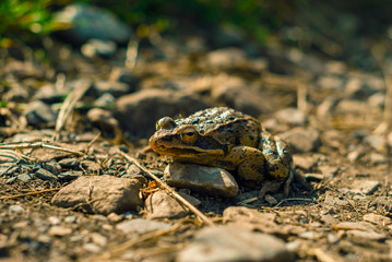 frog basks in the morning sun on a rocky path, bottom view, close-up
