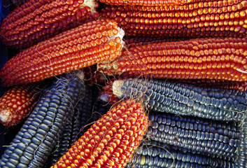 Colorful stack of Indian corn husks