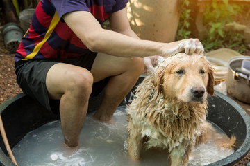 Bathing dog, Dog golden retriever taking a shower and wash hair with soap and water