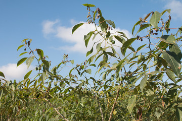Cassava tree in field