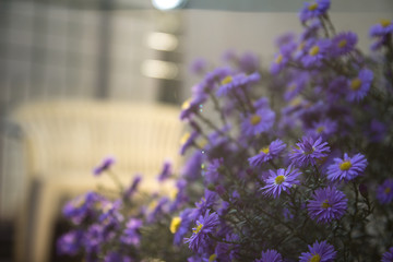 Fioletowe kwiaty © Michal