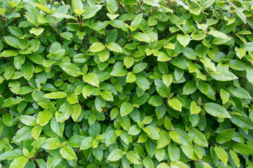 Fototapeta na wymiar Background from green leaves.