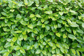 Obraz premium Background from green leaves.