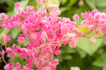 defocus of rangoon creeper on blurred background, Drunken sailor