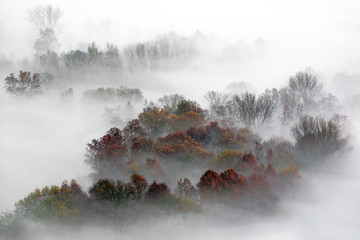 Panorama sulla foresta nebbiosa, Italia - obrazy, fototapety, plakaty