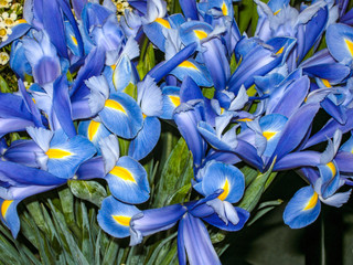 Flowers with blue petals and yellow middle