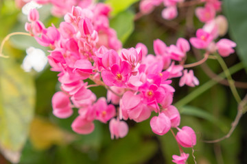 Obraz premium defocus of rangoon creeper on blurred background, Drunken sailor