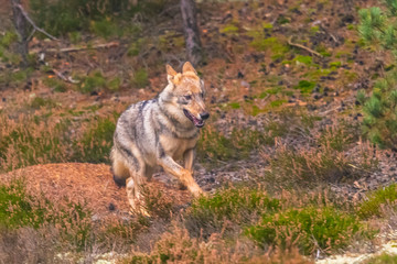 Close up portrait of a grey wolf (Canis Lupus) also known as Timber wolf displaying an agressive facial dominant expression in the Canadian forest during the summer months