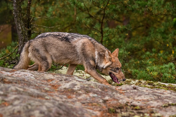 Close up portrait of a grey wolf (Canis Lupus) also known as Timber wolf displaying an agressive facial dominant expression in the Canadian forest during the summer months