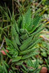 closeup of a plant