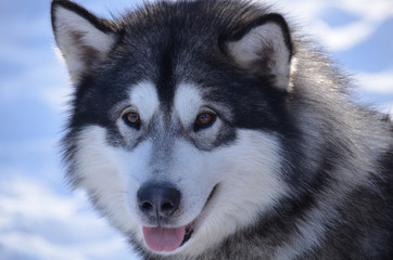 Beautiful Male Husky Dog