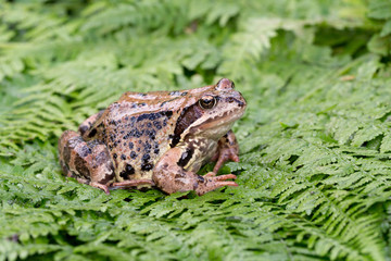 Frog on fern
