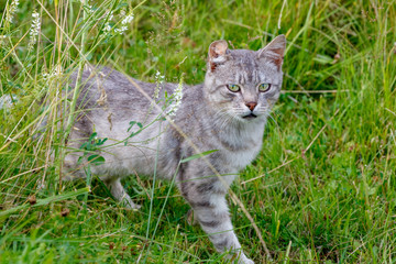 beautiful grey cat standing in green grass