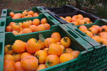 Crates of persimmons freshly collected in the field