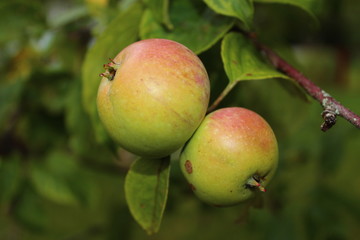 ripe apples on a tree