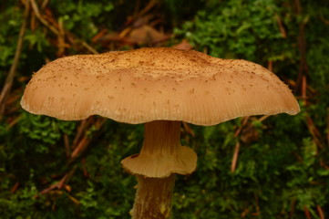 Honey agarics on moss green background with big mushroom hat
