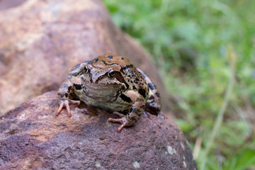 a frog sitting on a stone