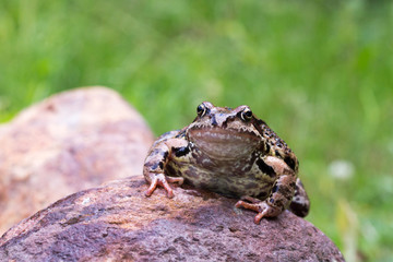 a frog sitting on a stone