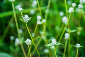 White globe amaranth selective focus. Bachelor Button