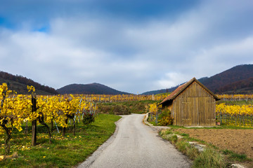 Rural landscape view to the European vineyards in autumn