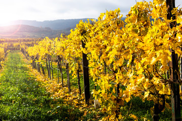 Naklejka premium Weissenkirchen. Wachau valley. Lower Austria. Autumn colored leaves and vineyards on a sunny day.