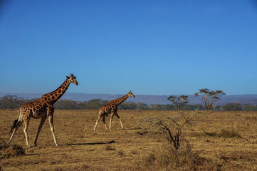 Obraz na płótnie Canvas Giraffe Duo