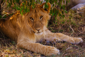 Lion in the Shadows